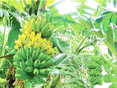 Vật liệu phát hiện chất cấm sử dụng trong nuôi trồng thủy sản từ phế phẩm cây chuối